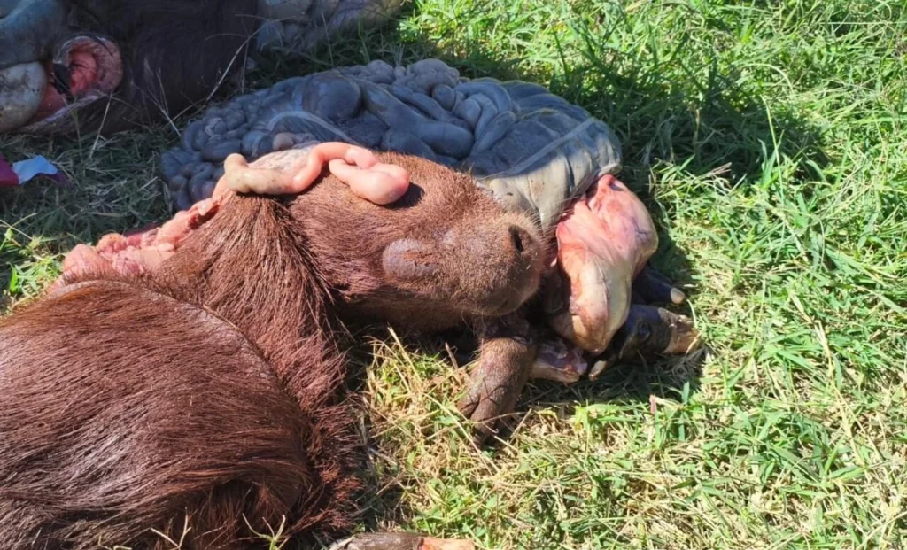 Fotos de Homem é multado por caça de animais silvestres em extinção no Paraná; carnes foram encontradas no freezer e pelo quintal
