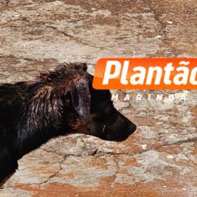 Idosa que teve braço devorado por um cachorro vira-lata em Maringá morre no hospital Foto 5 Fotos de Idosa que teve braço devorado por um cachorro vira-lata em Maringá morre no hospital