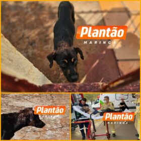 Fotos de Idosa de 89 anos tem braço comido por cachorro em Maringá