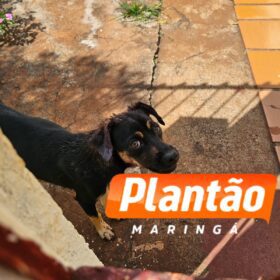 Idosa que teve braço devorado por um cachorro vira-lata em Maringá morre no hospital Foto 4 Fotos de Idosa que teve braço devorado por um cachorro vira-lata em Maringá morre no hospital