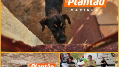 Fotos de Idosa de 89 anos tem braço comido por cachorro em Maringá