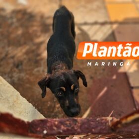 Idosa que teve braço devorado por um cachorro vira-lata em Maringá morre no hospital Foto 3 Fotos de Idosa que teve braço devorado por um cachorro vira-lata em Maringá morre no hospital