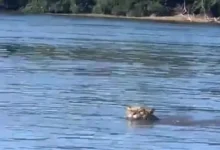 Fotos de Onça-pintada volta a chamar atenção ao ser flagrada nadando no Rio Paraná: ‘deu arrepio’