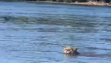 Fotos de Onça-pintada volta a chamar atenção ao ser flagrada nadando no Rio Paraná: ‘deu arrepio’