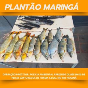 Operação Protetor: Polícia Ambiental apreende quase 90 kg de peixes capturados de forma ilegal em Querência do Norte Foto 4 Fotos de Operação Protetor: Polícia Ambiental apreende quase 90 kg de peixes capturados de forma ilegal em Querência do Norte