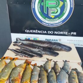 Operação Protetor: Polícia Ambiental apreende quase 90 kg de peixes capturados de forma ilegal em Querência do Norte Foto 1 Fotos de Operação Protetor: Polícia Ambiental apreende quase 90 kg de peixes capturados de forma ilegal em Querência do Norte