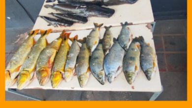 Fotos de Operação Protetor: Polícia Ambiental apreende quase 90 kg de peixes capturados de forma ilegal em Querência do Norte