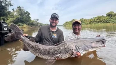 Fotos de Pintado de 50 kg é pescado no Rio Ivaí: ‘todo mundo se emocionou’; vídeo