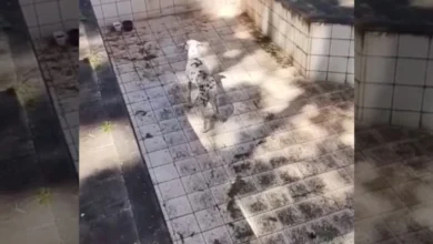 Fotos de Cachorro é resgatado de piscina vazia em Maringá após denúncia de maus-tratos; vídeo