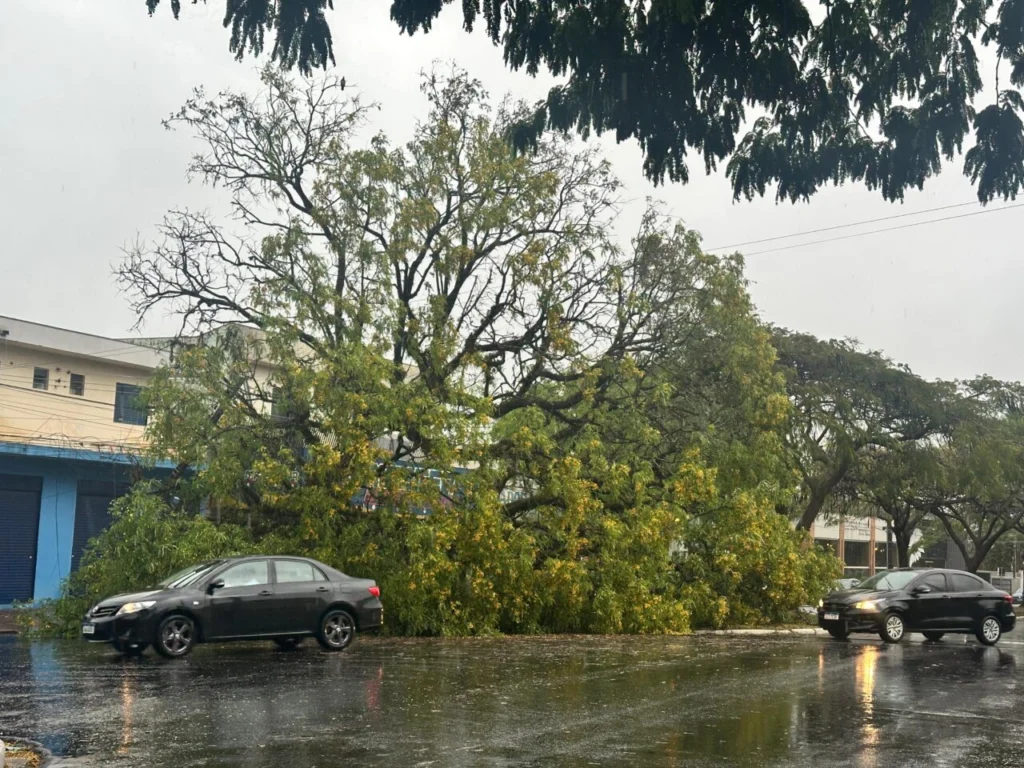 Chuva e rajada de vento de 61,9 km/h causam transtornos em Maringá; árvore caiu sobre veículo Foto 1 Foto: Vitinho Maringá