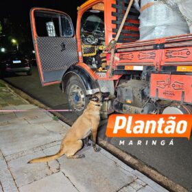 DENARC e PRE apreendem 582 kg de maconha em operação na região de Maringá Foto 7 Fotos de DENARC e PRE apreendem 582 kg de maconha em operação na região de Maringá