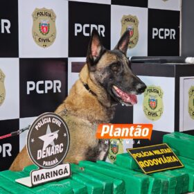 DENARC e PRE apreendem 582 kg de maconha em operação na região de Maringá Foto 1 Fotos de DENARC e PRE apreendem 582 kg de maconha em operação na região de Maringá