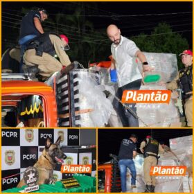 DENARC e PRE apreendem 582 kg de maconha em operação na região de Maringá Foto 9 Fotos de DENARC e PRE apreendem 582 kg de maconha em operação na região de Maringá