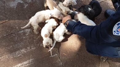 Fotos de Guarda Civil de Maringá resgata oito filhotes de cachorro abandonados em caixa de papelão
