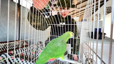 Fotos de Homem é multado em R$ 4 mil por manter aves silvestres em cativeiro em Sarandi; veja espécies apreendidas