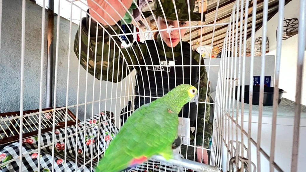 Homem é multado em R$ 4 mil por manter aves silvestres em cativeiro em Sarandi; veja espécies apreendidas Foto 1 Fotos de Homem é multado em R$ 4 mil por manter aves silvestres em cativeiro em Sarandi; veja espécies apreendidas