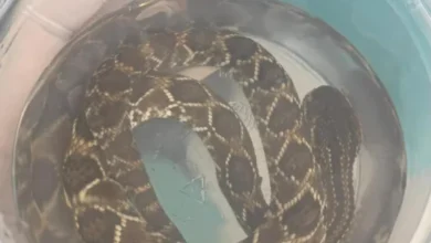 Fotos de Homem é picado por cobra pela quarta vez e encaminhado ao HU de Maringá