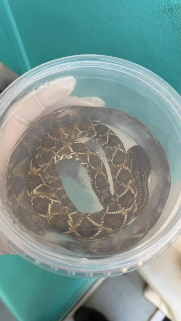 Fotos de Homem é picado por cobra pela quarta vez e encaminhado ao HU de Maringá