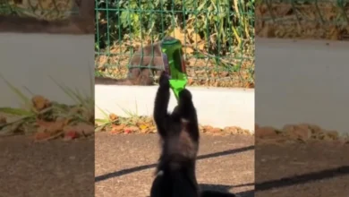 Fotos de Macaquinho é flagrado tomando vinho de garrafa jogada no lixo em parque de Maringá; assista