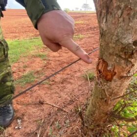 Marcas de tiros indicam que desaparecidos foram mortos na chegada à propriedade da dívida Foto 3 Fotos de Marcas de tiros indicam que desaparecidos foram mortos na chegada à propriedade da dívida