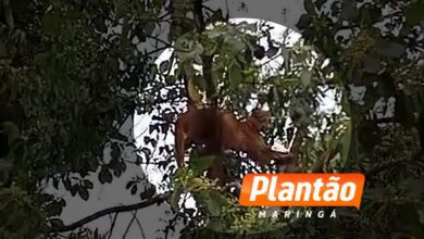 Fotos de Onça invade quintal de residência em Mandaguaçu e assusta moradores