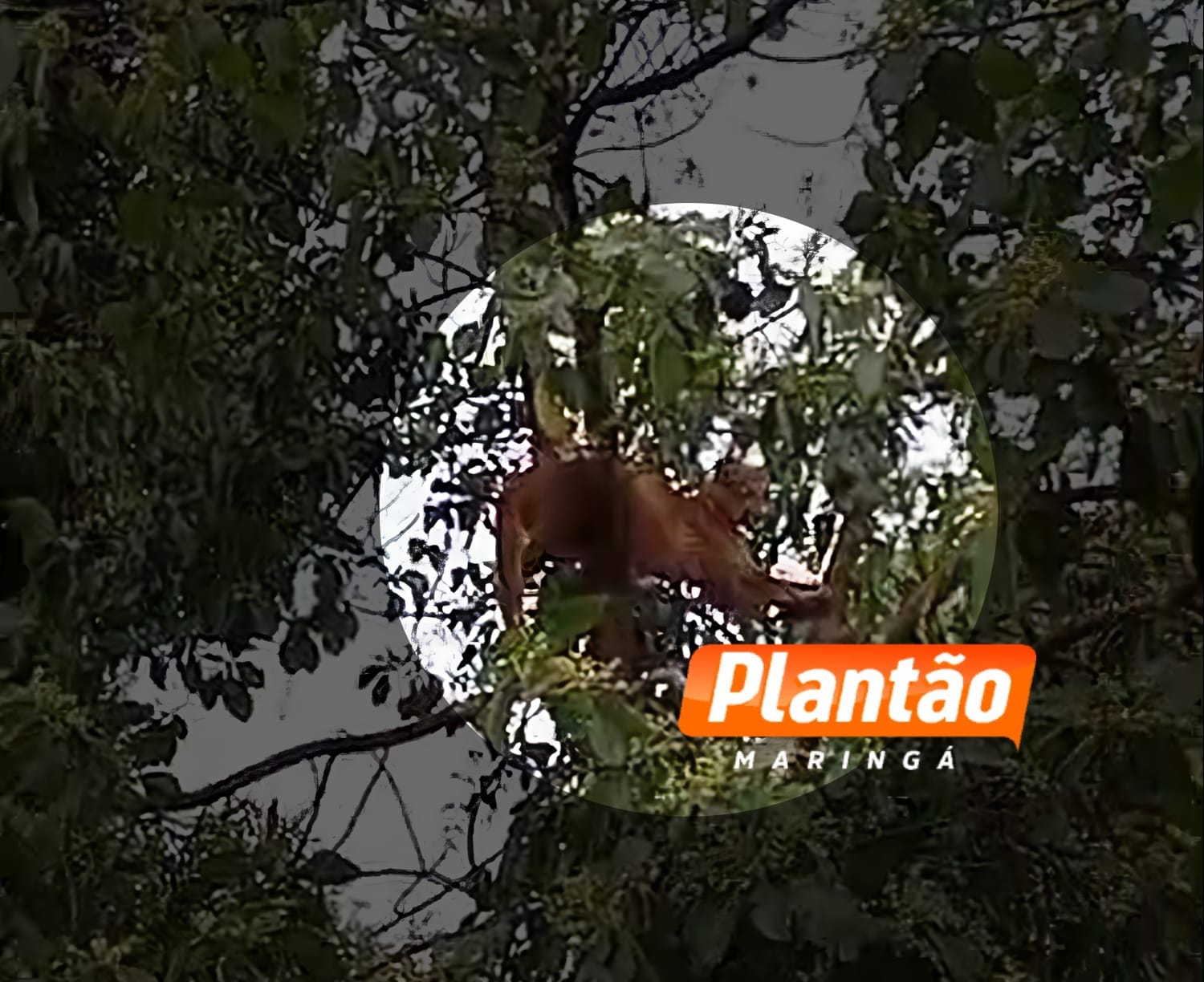 Onça invade quintal de residência em Mandaguaçu e assusta moradores Foto 1 Fotos de Onça invade quintal de residência em Mandaguaçu e assusta moradores