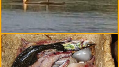 Fotos de Polícia Ambiental prende dois homens por pesca irregular no Rio Ivaí