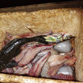 Fotos de Polícia Ambiental prende dois homens por pesca irregular no Rio Ivaí