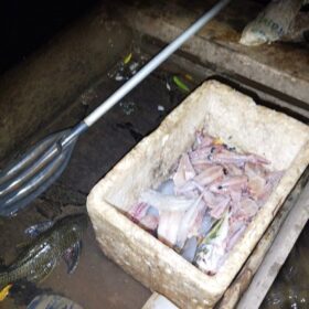 Fotos de Polícia Ambiental prende dois homens por pesca irregular no Rio Ivaí