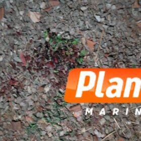 Suspeita de agressão: homem é encontrado inconsciente com traumatismo craniano em terreno baldio de Maringá Foto 3 Fotos de Suspeita de agressão: homem é encontrado inconsciente com traumatismo craniano em terreno baldio de Maringá