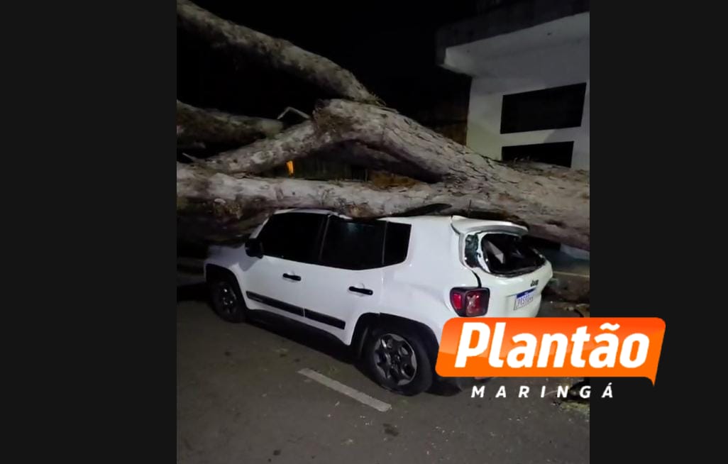 Árvore cai sobre carro durante temporal em Maringá; ninguém ficou ferido Foto 2 Fotos de Árvore cai sobre carro durante temporal em Maringá; ninguém ficou ferido