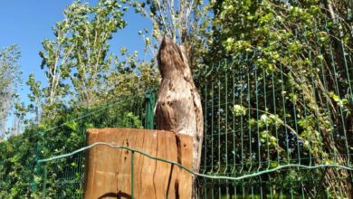 Fotos de ‘Ave-fantasma’ avistada em Maringá intriga moradores com seu ‘poder de camuflagem’; conheça