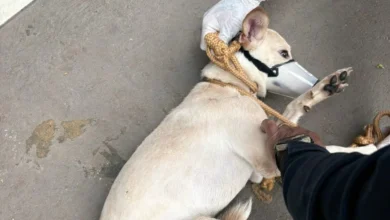 Fotos de Cadela vítima de maus-tratos é resgatada em Maringá; tutor pode ser multado em até R$ 20 mil