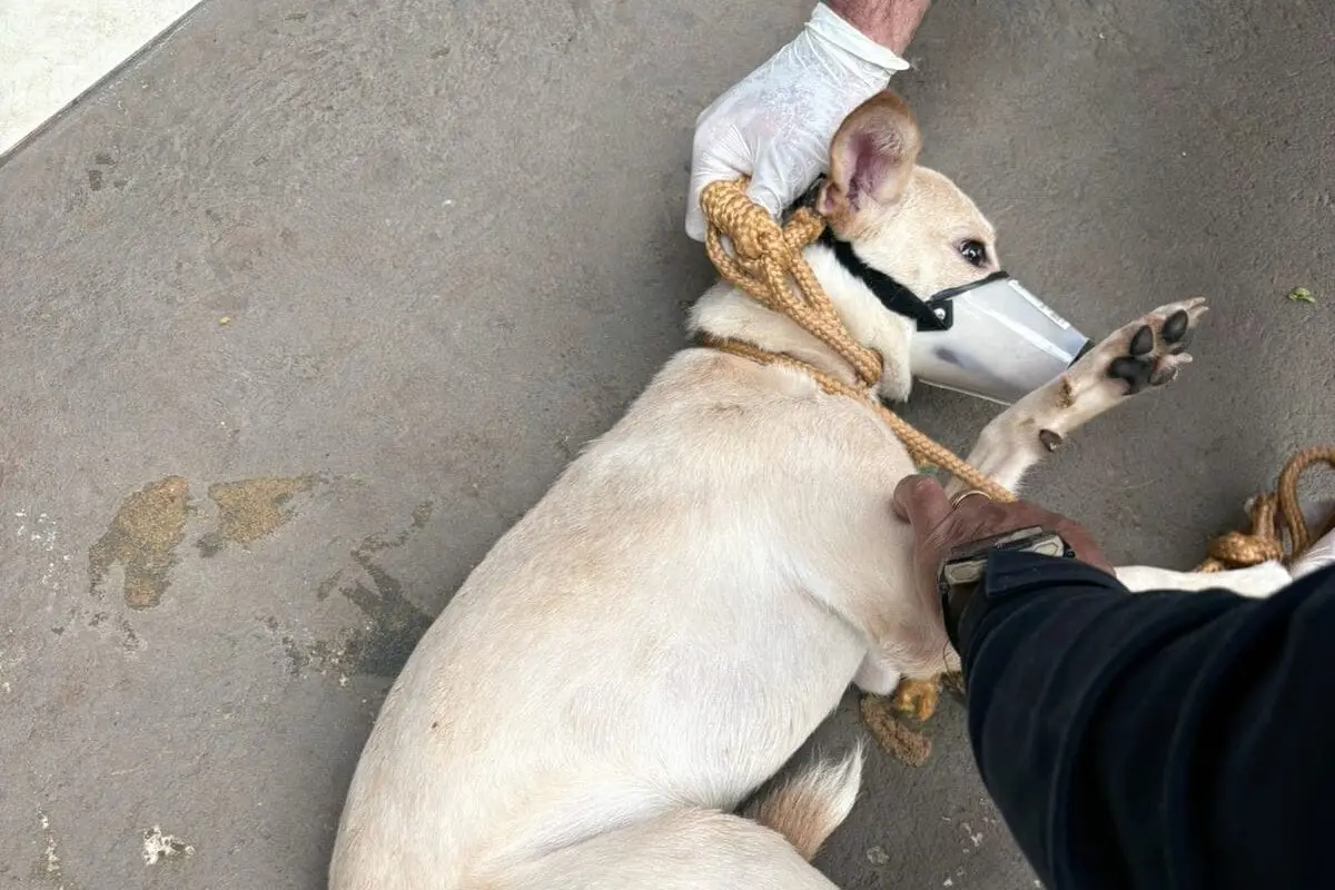 Cadela vítima de maus-tratos é resgatada em Maringá; tutor pode ser multado em até R$ 20 mil Foto 1 Fotos de Cadela vítima de maus-tratos é resgatada em Maringá; tutor pode ser multado em até R$ 20 mil