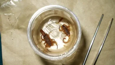 Fotos de Criança de 12 anos morre após picada de escorpião em cidade do Paraná