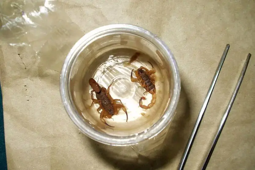 Criança de 12 anos morre após picada de escorpião em cidade do Paraná Foto 1 Fotos de Criança de 12 anos morre após picada de escorpião em cidade do Paraná