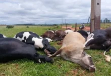 Fotos de Descarga elétrica causa morte de 19 vacas em propriedade rural no Paraná: ‘foi desesperador’