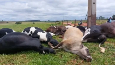 Fotos de Descarga elétrica causa morte de 19 vacas em propriedade rural no Paraná: ‘foi desesperador’