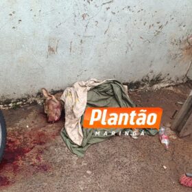 Jovem de 18 anos é executado a tiros em Sarandi; cachorro da vítima também foi morto Foto 2 Fotos de Jovem de 18 anos é executado a tiros em Sarandi; cachorro da vítima também foi morto