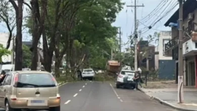 Fotos de Mãe e bebê escapam ilesos após árvore cair sobre carro em Maringá