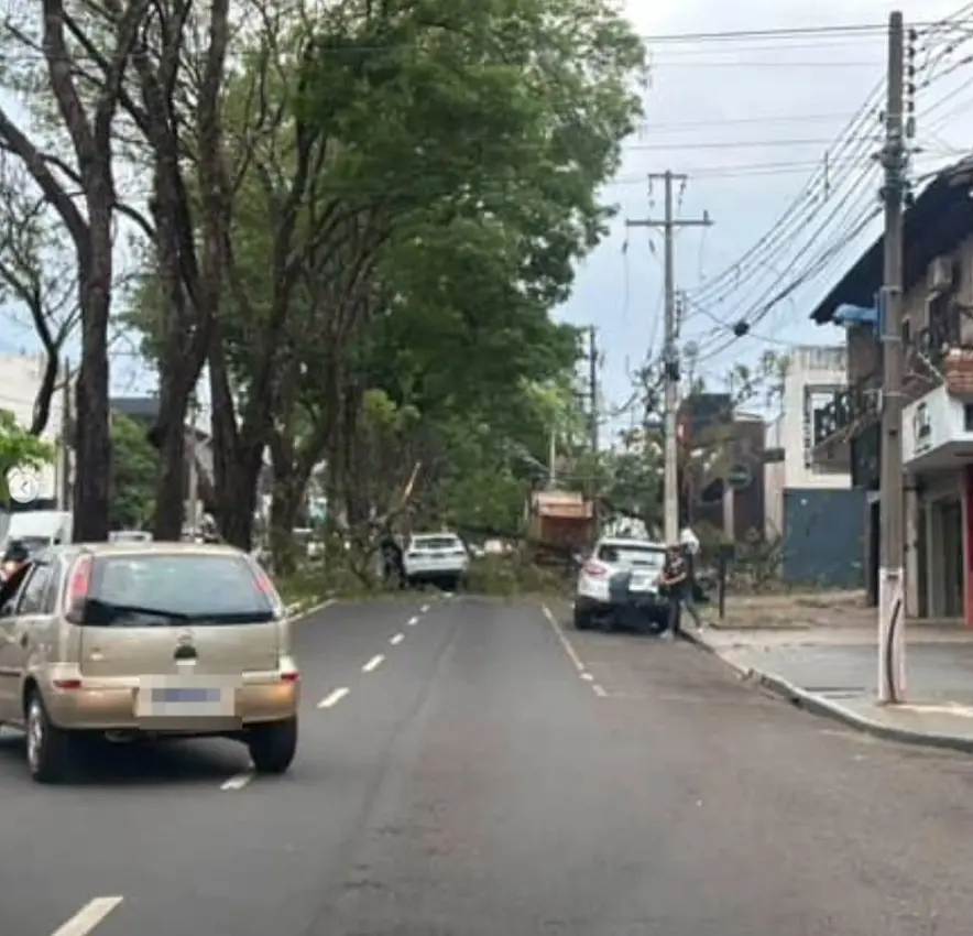 Fotos de Mãe e bebê escapam ilesos após árvore cair sobre carro em Maringá