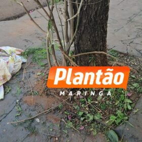 Menina de 14 anos fica ferida após bater em árvore com bicicleta em Maringá Foto 1 Fotos de Menina de 14 anos fica ferida após bater em árvore com bicicleta em Maringá