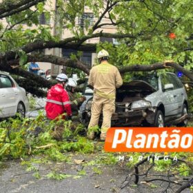 Fotos de Motorista fica ferido após árvore cair sobre veículo na Avenida Mauá, em Maringá