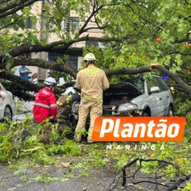 Fotos de Motorista fica ferido após árvore cair sobre veículo na Avenida Mauá, em Maringá