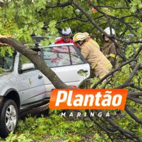 Fotos de Motorista fica ferido após árvore cair sobre veículo na Avenida Mauá, em Maringá