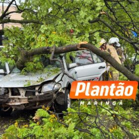Fotos de Motorista fica ferido após árvore cair sobre veículo na Avenida Mauá, em Maringá