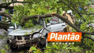 Fotos de Motorista fica ferido após árvore cair sobre veículo na Avenida Mauá, em Maringá
