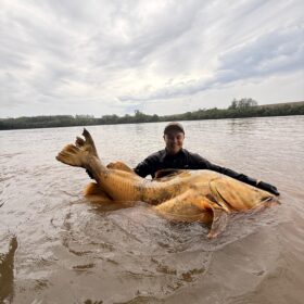 Pescador captura jaú de quase 2 metros e aproximadamente 100 quilos no Rio Ivaí em Floresta  Foto 3 Fotos de Pescador captura jaú de quase 2 metros e aproximadamente 100 quilos no Rio Ivaí em Floresta