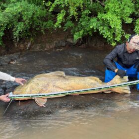 Pescador captura jaú de quase 2 metros e aproximadamente 100 quilos no Rio Ivaí em Floresta  Foto 4 Fotos de Pescador captura jaú de quase 2 metros e aproximadamente 100 quilos no Rio Ivaí em Floresta
