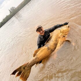 Pescador captura jaú de quase 2 metros e aproximadamente 100 quilos no Rio Ivaí em Floresta  Foto 5 Fotos de Pescador captura jaú de quase 2 metros e aproximadamente 100 quilos no Rio Ivaí em Floresta